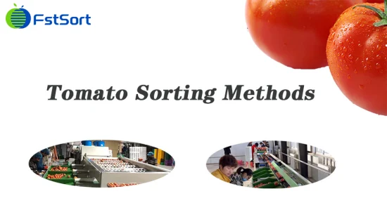 Fruit Vegetable Mandarin Orange Tangerine Tomato Sorting Grading Sizer Machine